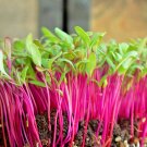 1 Oz Bulls Blood Beet Seeds Organic Sprouting Vegetable Container Easy Garden Home