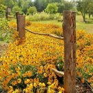1 Oz Black Eyed Susan Flower Seed Perennial Native Wildflower Drought Heat Cold Garden Home