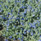 1 Live Plant Blue Daze Daisy Volvulus 1/2 G. Blue Bush Fast Spread Butterfly Garden Home