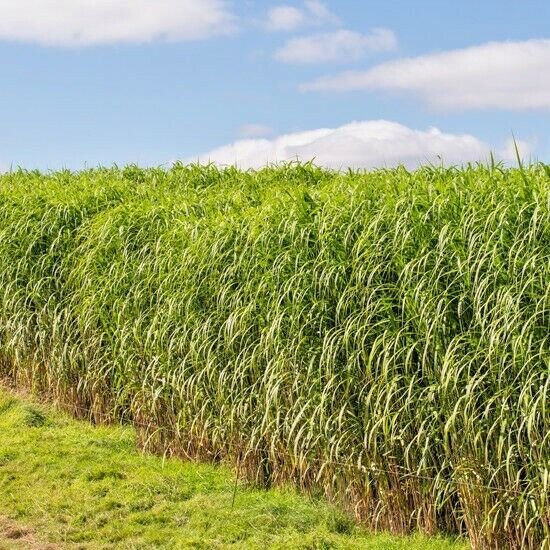 1 Lb Switchgrass Seeds Native Prairie Grass Clumping Perennial Green Fence Deer Garden Home