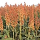 1 Lb Rox Orange Sorghum Seeds Organic Native Syrup Waconia Natural Sugar Garden Home