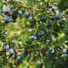1 Bluejay Northern Highbush Blueberry 2 Year Old Plants Quart Size Plant Garden Home