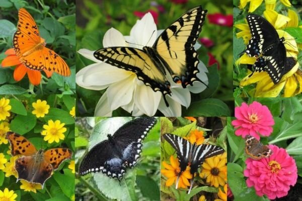 Quick & Easy Butterfly Kit Fast Growing Seed Blooms Spring To Fall Garden Home