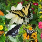 Quick & Easy Butterfly Kit Fast Growing Seed Blooms Spring To Fall Garden Home