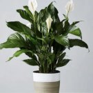 Peace Lily Spathiphyllum 10 Seeds 2023 Usa Garden Fresh