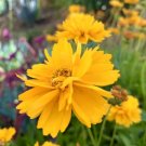 Large Flowered Tickseed Coreopsis Grandiflora 100 Seeds 2023 Usa Garden Fresh