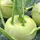 500 White Vienna Kohlrabi Seeds Non Gmo Harvest Garden Fresh
