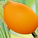 Golden Eggplant 50 Seeds Rare Houseplant Indoor Heirloom Fruit Non Gmo Us Garden Fresh
