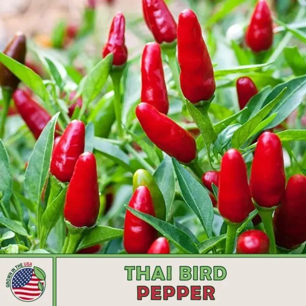 50 Thai Hot Bird Pepper Seeds Heirloom Non Gmo Genuine Usa Garden Fresh