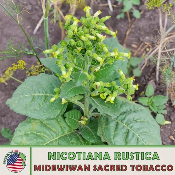 1000 Midewiwan Sacred Tobacco Nicotiana Rustica Aztec Tobacco ...