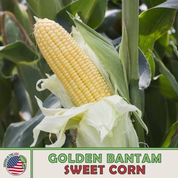 25 Golden Bantam Corn Seeds Heirloom Non Gmo Genuine Usa Garden Fresh