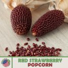 25 Red Strawberry Popcorn Seeds Sweet Heirloom Non Gmo Genuine Usa Rare Garden Fresh