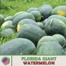 10 Florida Giant Watermelon Seeds Heirloom Non Gmo Genuine Usa Garden Fresh