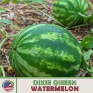 10 Dixie Queen Watermelon Seeds Heirloom Non Gmo Genuine Usa Garden Fresh