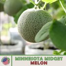 25 Minnesota Midget Cantaloupe Seeds Heirloom Non Gmo Genuine Usa Garden Fresh