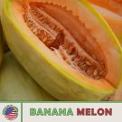 25 Banana Melon Cantaloupe Seeds Heirloom Non Gmo Genuine Usa Garden Fresh