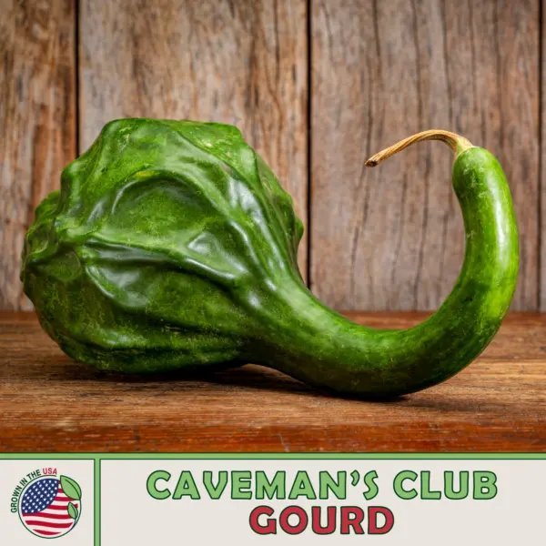 10 Caveman'S Club / Dinosaur Gourd Seeds Heirloom Non Gmo Genuine Usa ...