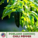 50 Poblano (Ancho) Chili Pepper Seeds Non Gmo Genuine Usa Garden Fresh