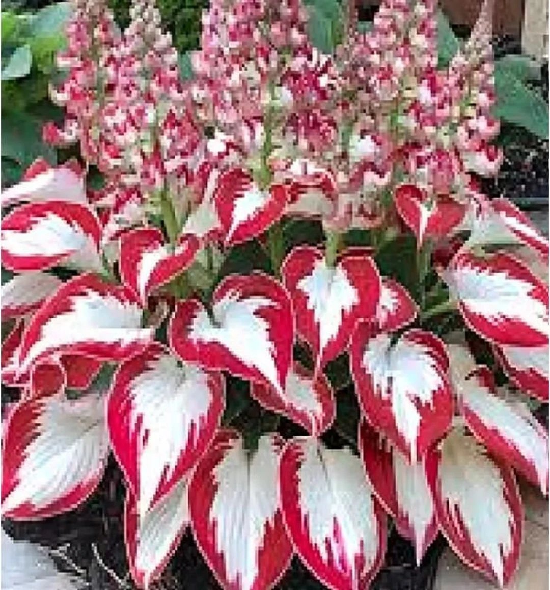150 Hosta Flower Seeds Rare Hosta Seeds White Leaves with Thick Red Edges