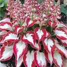 150 Hosta Flower Seeds Rare Hosta Seeds White Leaves with Thick Red Edges