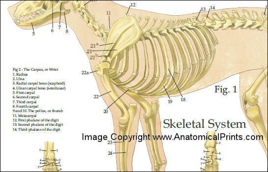 Dog Anatomy Veterinary Poster 24 X 36 Canine Wall Chart