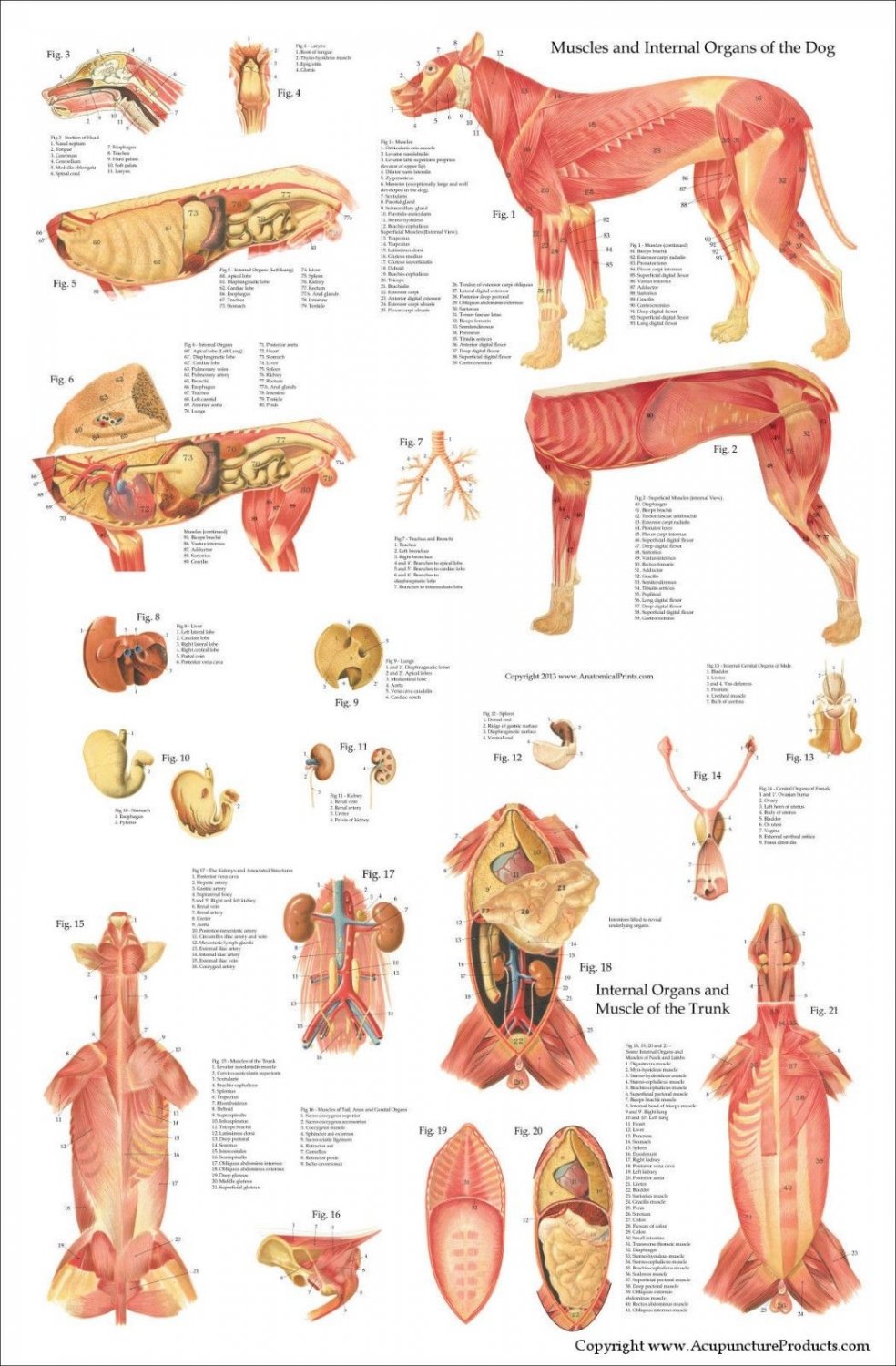 dog-internal-anatomy-veterinary-poster-24-x-36-canine-wall-chart