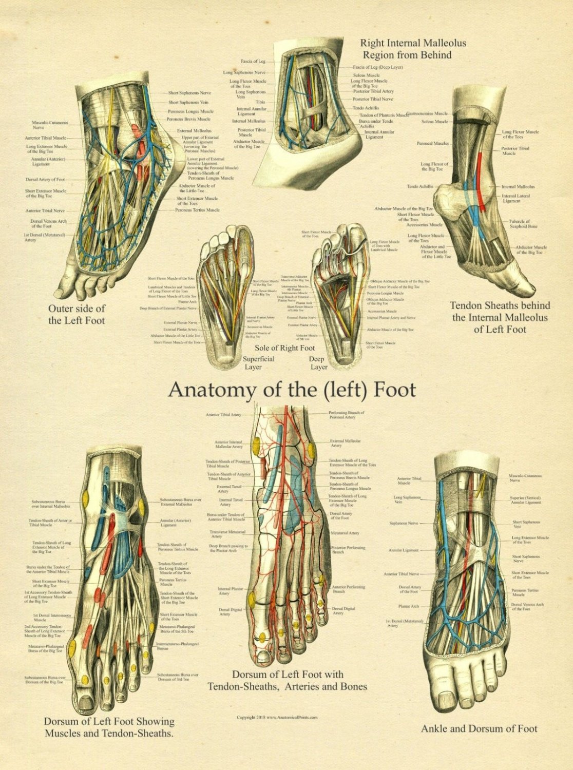 foot-and-ankle-anatomy-poster-18-x-24-medical-anatomical-chart