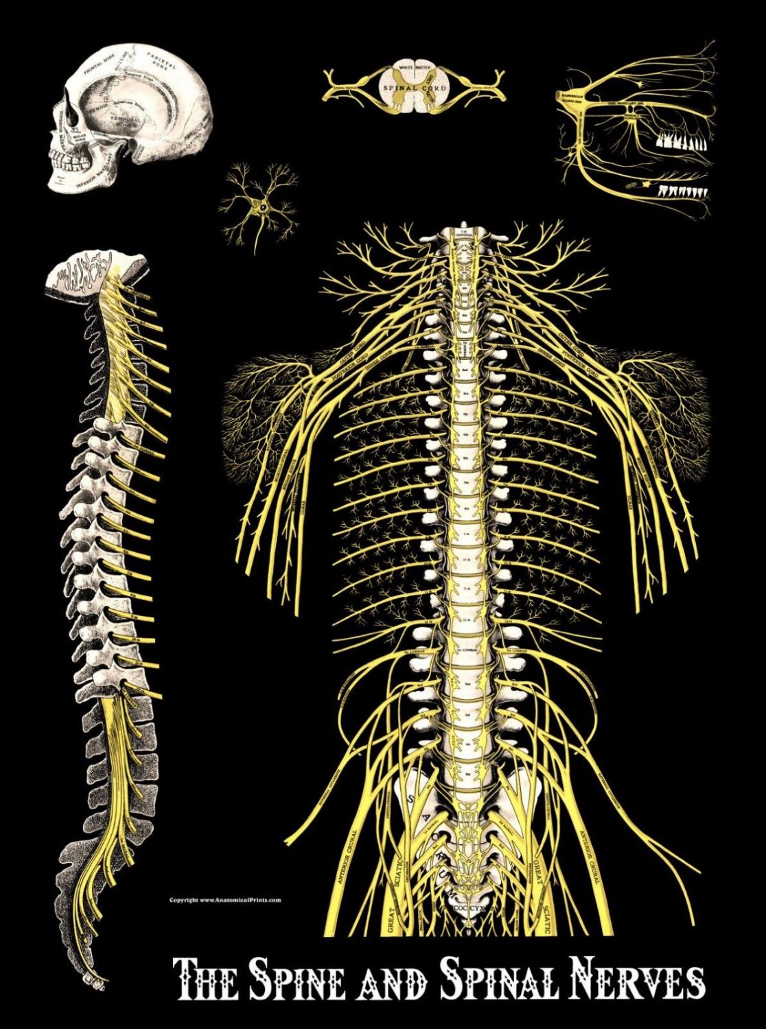 Spine and Spinal Nerves Poster 18" X 24" Medical Chiropractic Anatomy Chart Biology Diagrams