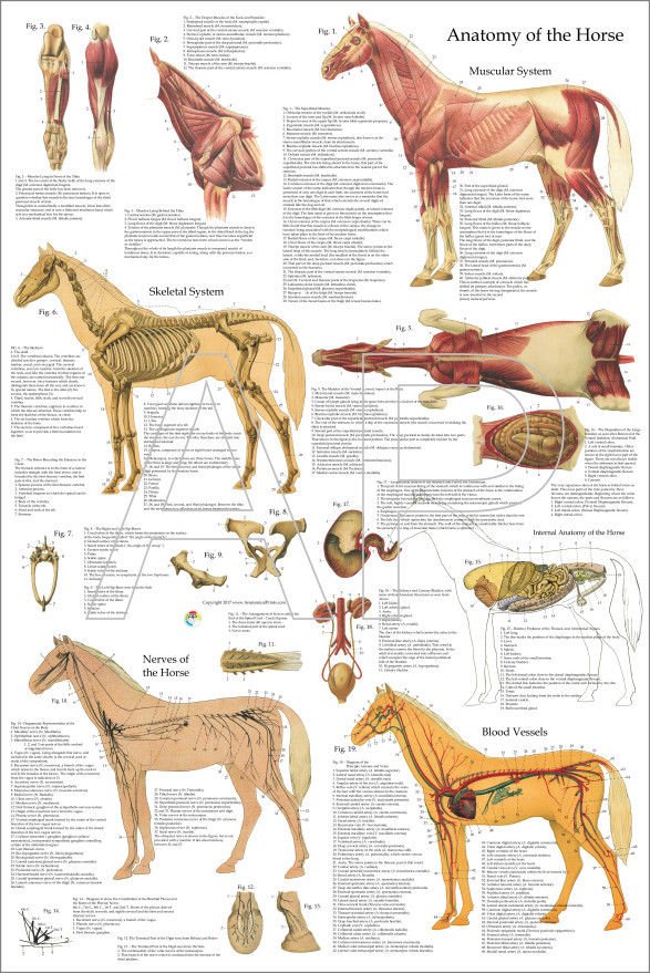 Horse Equine Anatomy Veterinary Poster 24 X 36 Wall Chart