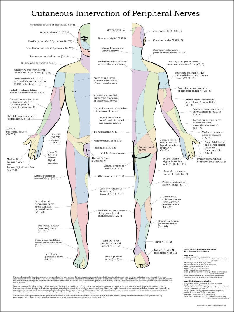 Cutaneous Innervation of Peripheral Nerves Poster 24