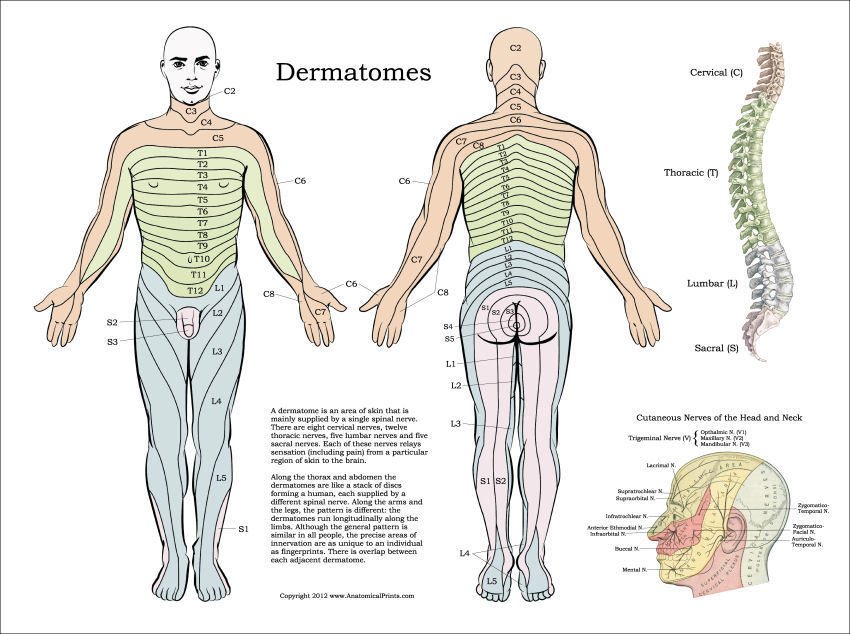 Карта дерматом неврология