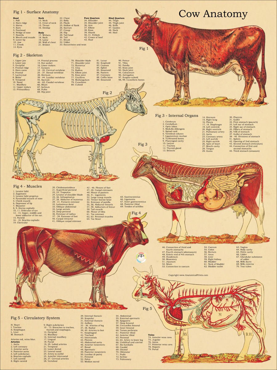 Cow Skeletal Internal Anatomy Veterinary Poster 18" X 24" Wall Chart