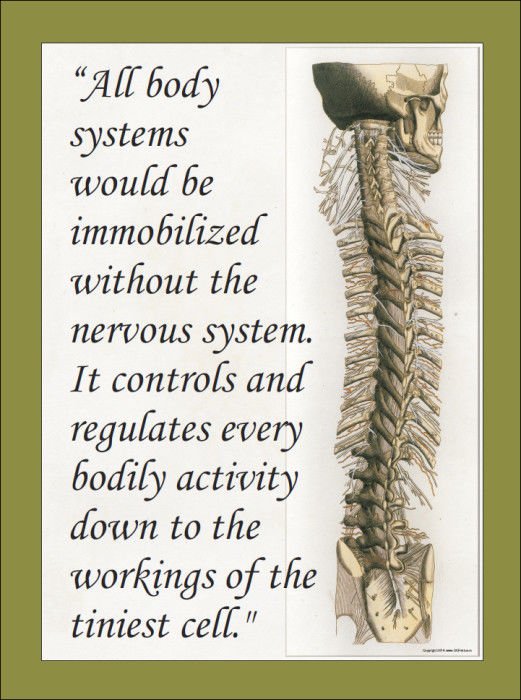 Nervous System Quote Poster Chiropractic Office Art Chart