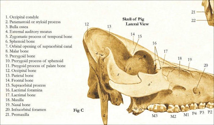 Pig Skeletal Skull Veterinary Anatomy Poster 18