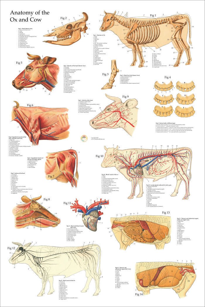 Ox Bovine Cow Veterinary Anatomy Poster 24 X 36 Wall Chart