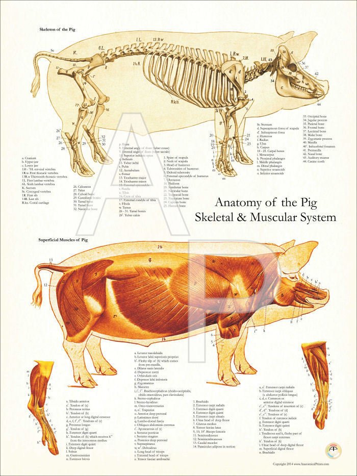 Pig Muscle Skeletal Veterinary Anatomy Poster 18" X 24" Wall Chart