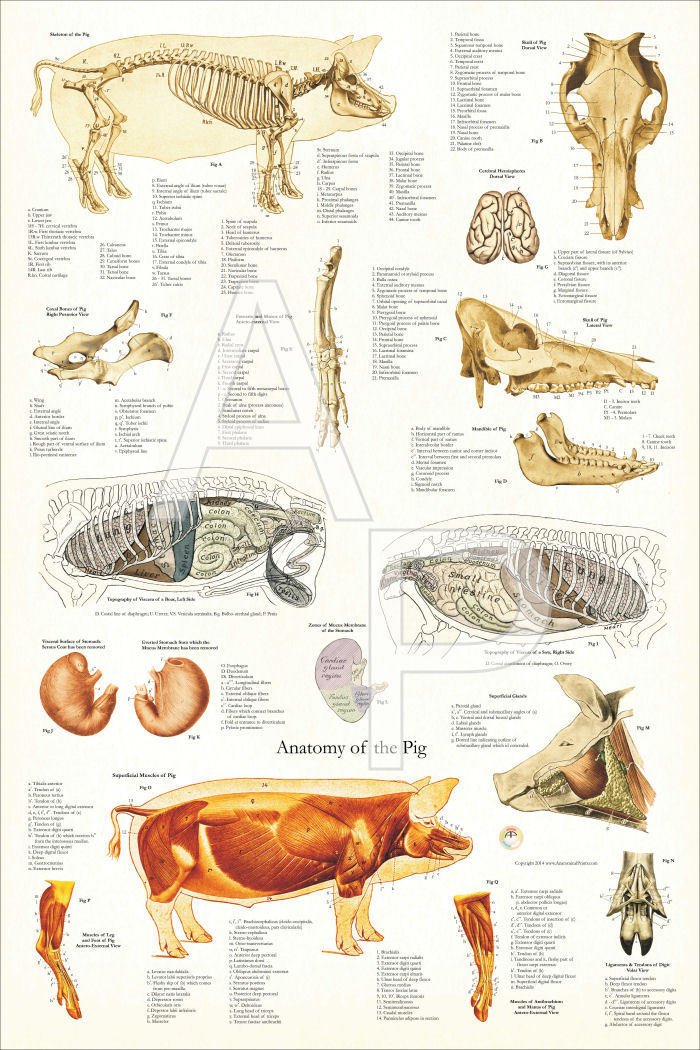 Pig Muscle Skeletal Veterinary Anatomy Poster 24