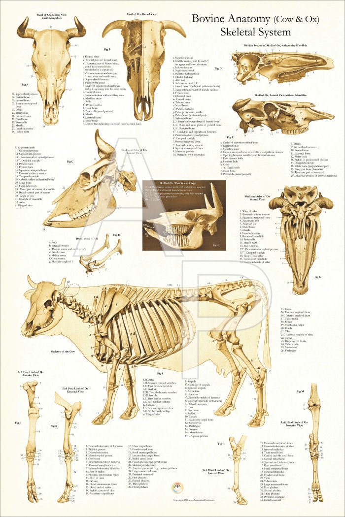 Cow Bovine Skeletal Veterinary Anatomy Poster 24