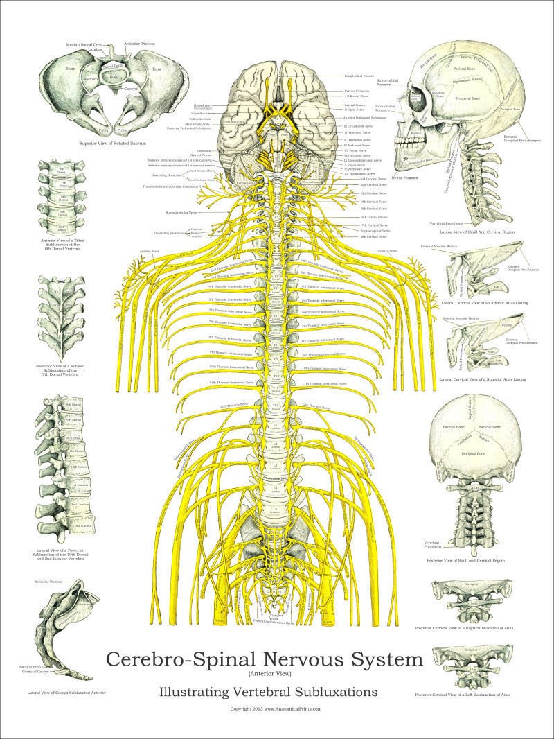 Spinal Nerves And Subluxations Poster 18 X 24 Chiropractic Wall Chart