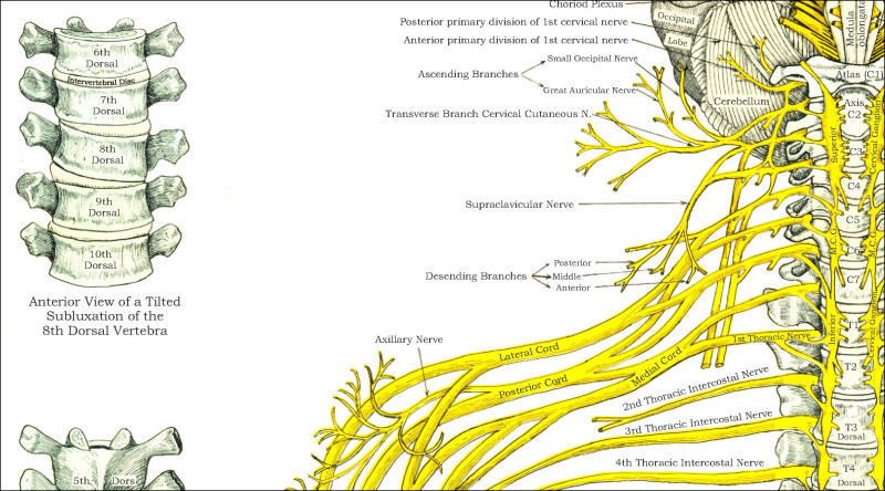 Spinal Nerves and Subluxations Poster 18