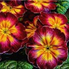 Purple Yellow Evening Primrose Seeds Garden Flowers 100 seeds