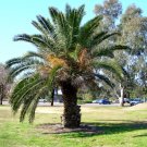Phoenix Canariensis Hardy Canary Islands Date Palm Seeds Fresh Garden