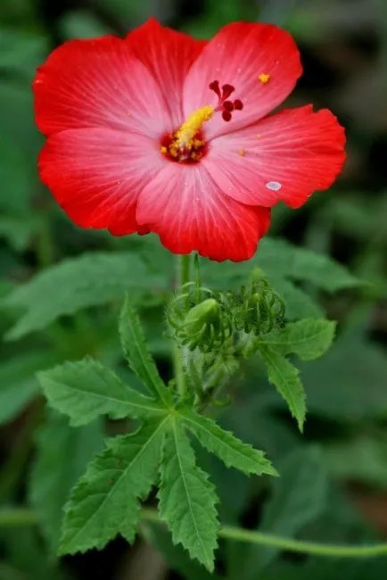 Abelmoschus Moschatus Mixed Colors Seeds Fresh Garden