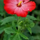 Abelmoschus Moschatus Mixed Colors Seeds Fresh Garden