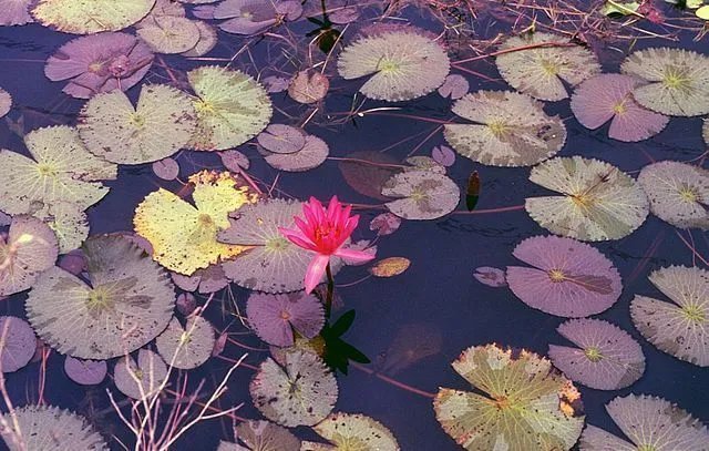 Nymphaea Rubra Red Tropical Water Lily Seeds Fresh Garden