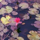 Nymphaea Rubra Red Tropical Water Lily Seeds Fresh Garden
