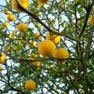Poncirus Trifoliata Hardy Trifoliate Orange Tree Seeds Fresh Garden