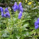 Aconitum Carmichaelii Monkshood Seeds Fresh Garden