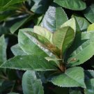 Ardisia Japonica Marlberry Shrub Seeds Fresh Garden