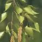 Betula Lenta Sweet Birch Tree Seeds Fresh Garden